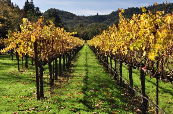 Vinhedos no Napa Valley, na Califórnia, nos Estados Unidos